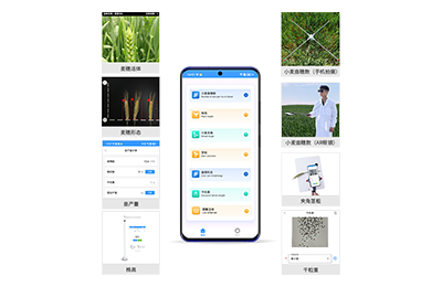 蚌埠市小麦表型测量仪IN-XM05